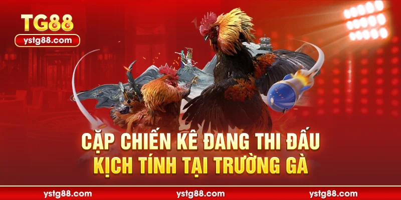 Đá Gà Cựa Sắt TG88 - Trực Tiếp Đấu Trường Thomo Mới Nhất 1 Cặp chiến kê đang thi đấu kịch tính tại trường gà