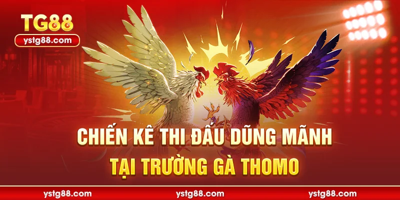 Đá gà Thomo trực tiếp - Sân chơi cá cược kịch tính tại TG88 1 Chiến kê thi đấu dũng mãnh tại trường gà Thomo