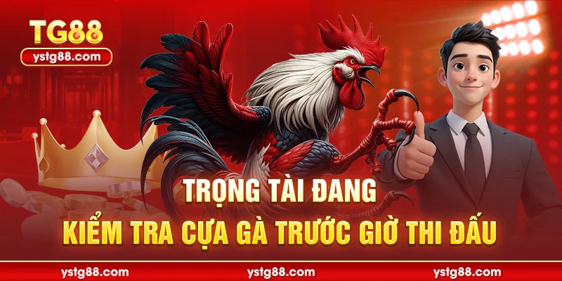Đá gà Thomo trực tiếp - Sân chơi cá cược kịch tính tại TG88 2 Trọng tài đang kiểm tra cựa trước trận đá gà thomo