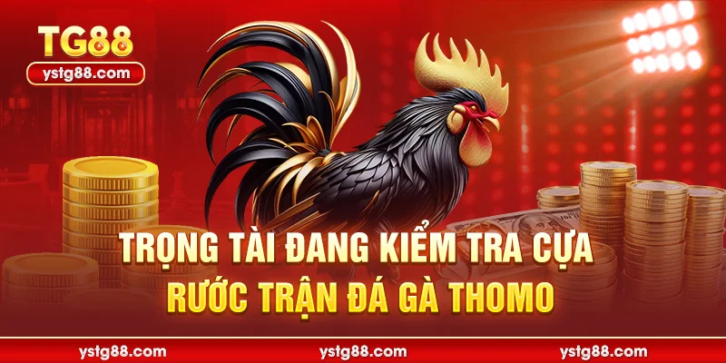 Đá Gà Cựa Sắt TG88 - Trực Tiếp Đấu Trường Thomo Mới Nhất 2 Trọng tài đang kiểm tra cựa gà trước giờ thi đấu